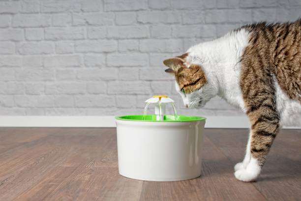 💧 Pourquoi offrir une fontaine à eau à votre chat : les bienfaits méconnus