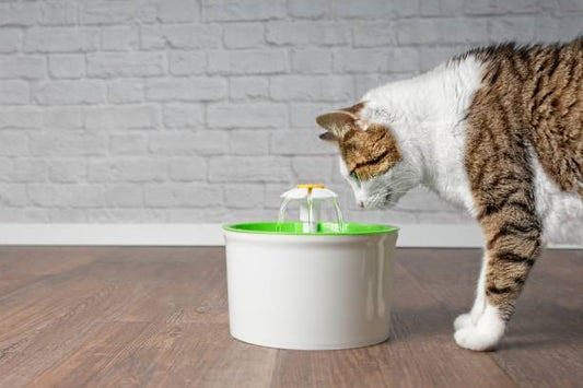 💧 Pourquoi offrir une fontaine à eau à votre chat : les bienfaits méconnus