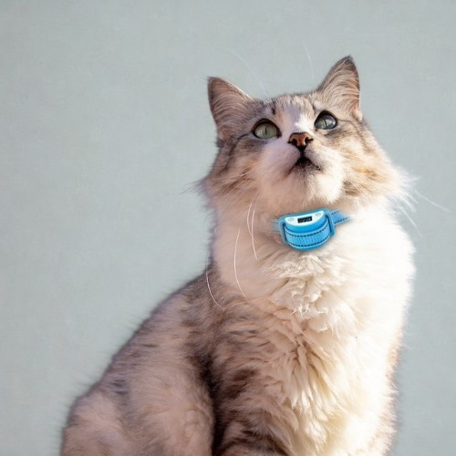Collier anti-aboiements anti-appels de chat