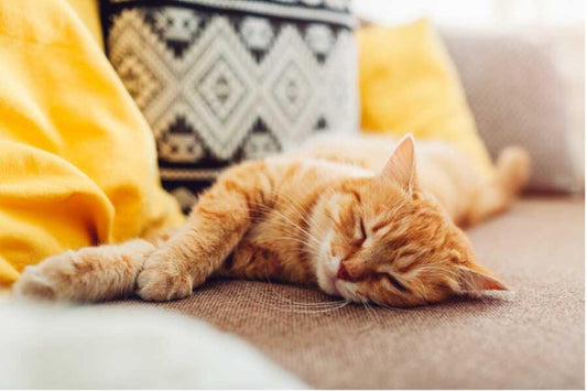 💤 Pourquoi les chats dorment-ils autant ? Comprendre et améliorer leur sommeil