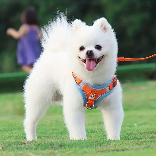 Ensemble harnais et laisse pour chien