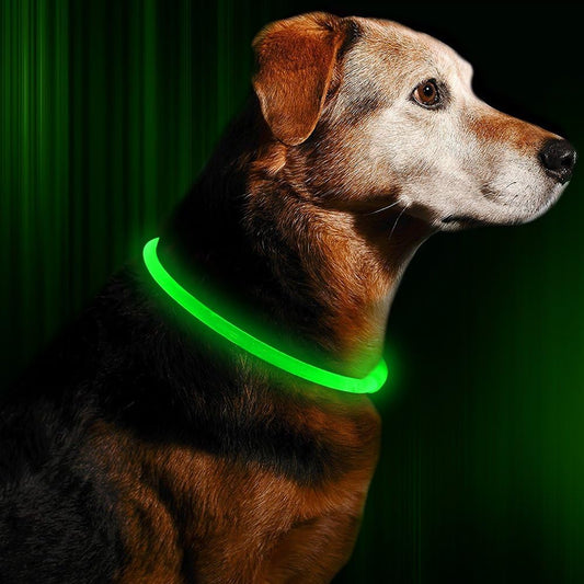 Collier lumineux LED pour chien