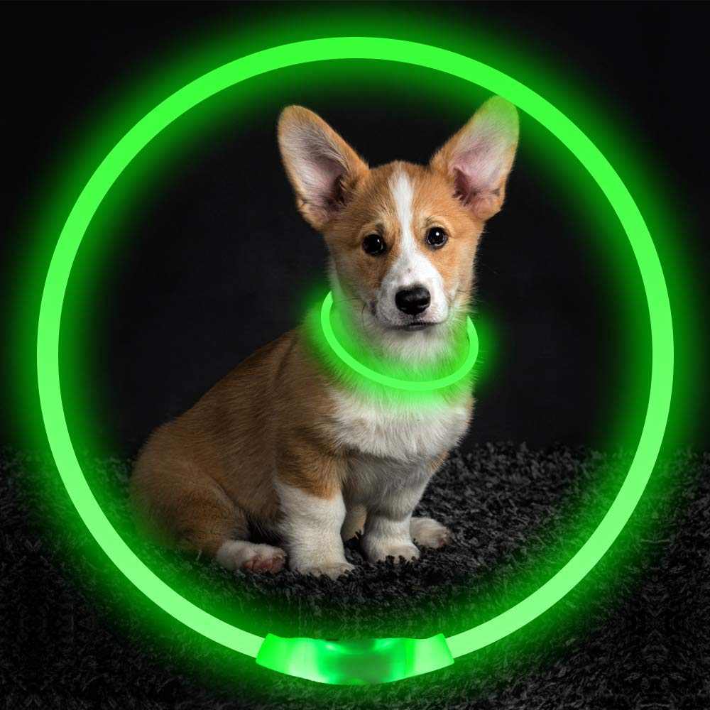 Collier lumineux LED pour chien