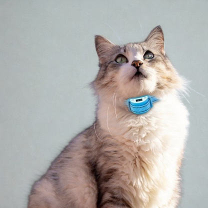 Collier anti-aboiements anti-appels de chat