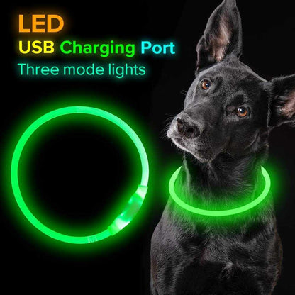 Collier lumineux LED pour chien